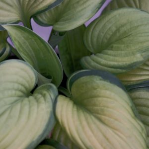 1 gallon - Guacamole Plantain Lily (HOSTA GUACAMOLE) - 1 gallon - 1 gallon