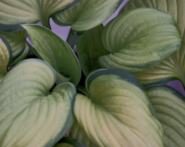 1 gallon - Guacamole Plantain Lily (HOSTA GUACAMOLE) - 1 gallon - 1 gallon