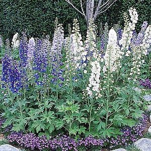 1 gallon - Guardian Mix Larkspur (DELPHINIUM E. GUARDIAN MIX) - 1 gallon - 1 gallon