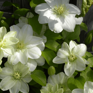 1 gallon - Guernsey Cream Clematis (CLEMATIS GUERNSEY CREAM) - 1 gallon - 1 gallon