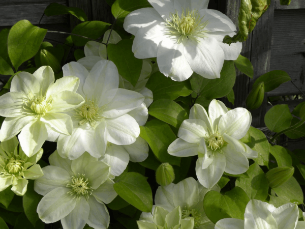 1 gallon - Guernsey Cream Clematis (CLEMATIS GUERNSEY CREAM) - 1 gallon - 1 gallon