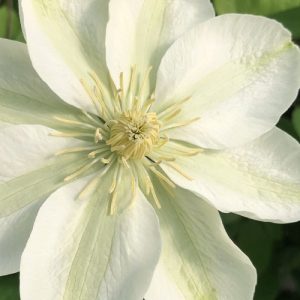 1 gallon - Guernsey Flute™ Clematis (CLEMATIS GUERNSEY FLUTE) - 1 gallon - 1 gallon