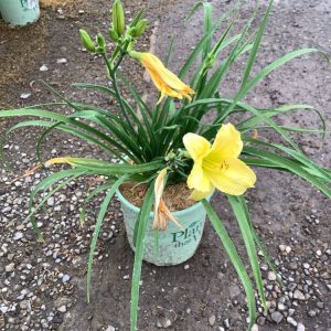 HEMER 'BIG TIME HAPPY'  19CM PTW