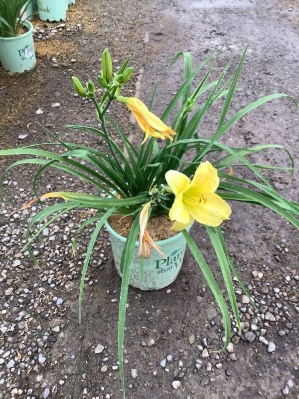 HEMER 'BIG TIME HAPPY'  19CM PTW
