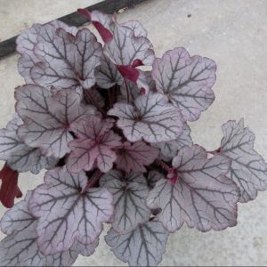 HEUCHERA 'SPELLBOUND'  19CM PTW