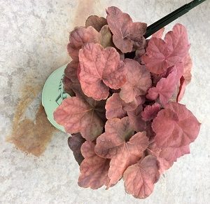 HEUCHERA V. 'LAVA LAMP'  19CM PTW