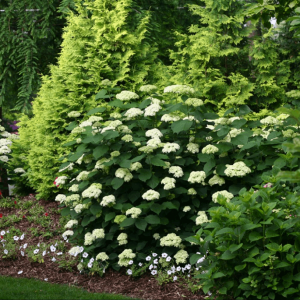 HYDRANGEA A. 'LIME RICKEY'  G3 PW