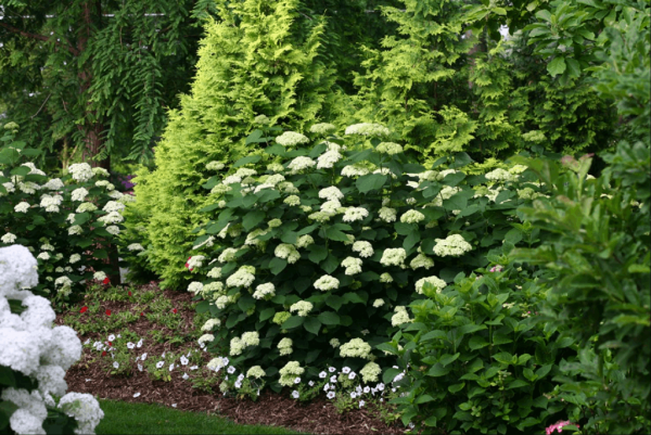 HYDRANGEA A. 'LIME RICKEY'  G3 PW