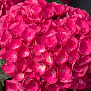 HYDRANGEA M. 'AKADAMA'  G2 BL