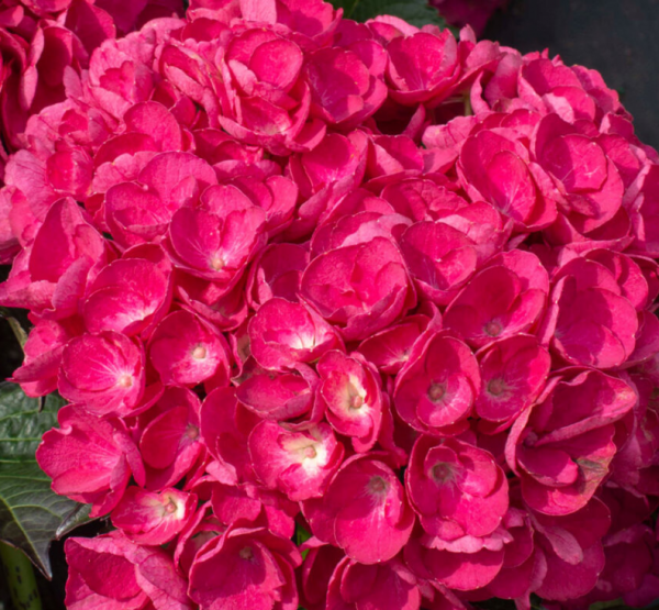 HYDRANGEA M. 'AKADAMA'  G2 BL