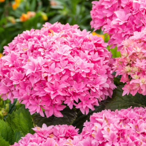 HYDRANGEA M. ' STARFIELD'  G2  BE
