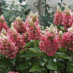 HYDRANGEA P 'FLARE'  G2 BE