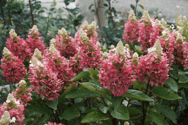 HYDRANGEA P 'FLARE'  G2 BE