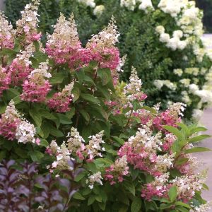 HYDRANGEA P 'PINKY WINKY'®  G2  PW