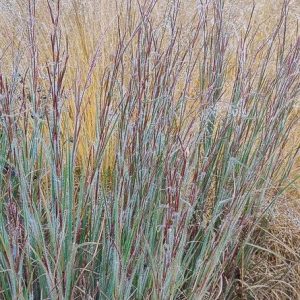 1 gallon - Ha Ha Tonka Little Bluestem (GRASS - SCHIZACHYRIUM HA HA TONKA) - 1 gallon - 1 gallon