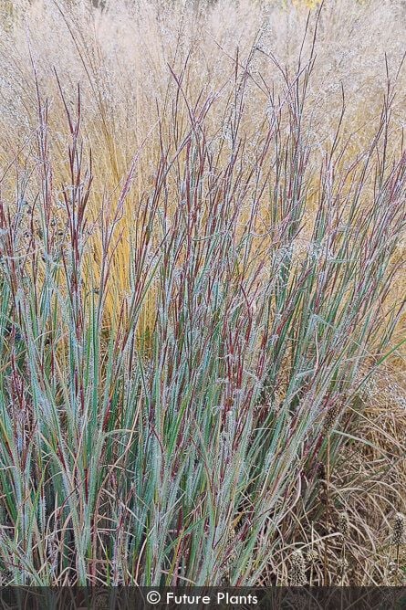 1 gallon - Ha Ha Tonka Little Bluestem (GRASS - SCHIZACHYRIUM HA HA TONKA) - 1 gallon - 1 gallon