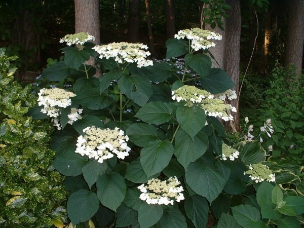 1 gallon - Haas Halo Smooth Hydrangea (HYDRANGEA A. HAAS HALO) - 1 gallon - 1 gallon