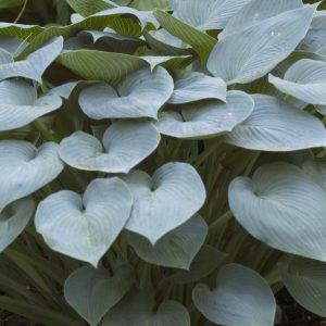 1 gallon - Halcyon Plantain Lily (HOSTA HALCYON) - 1 gallon - 1 gallon