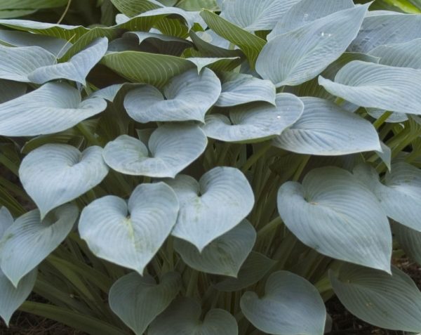 1 gallon - Halcyon Plantain Lily (HOSTA HALCYON) - 1 gallon - 1 gallon