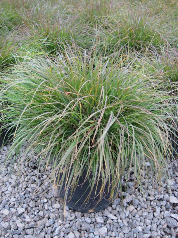2 gallon - Hameln Fountain Grass (GRASS - PE. AL. HAMELN) - 2 gallon - 2 gallon