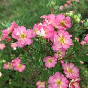 2 gallon 12" - Happy Face Hearts® Potentilla (POTENTILLA HAPPY FACE HEARTS) - 2 gallon 12" - 2 gallon 12"