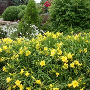 1 gallon - Happy Returns Daylily (HEMER HAPPY RETURNS) - 1 gallon - 1 gallon
