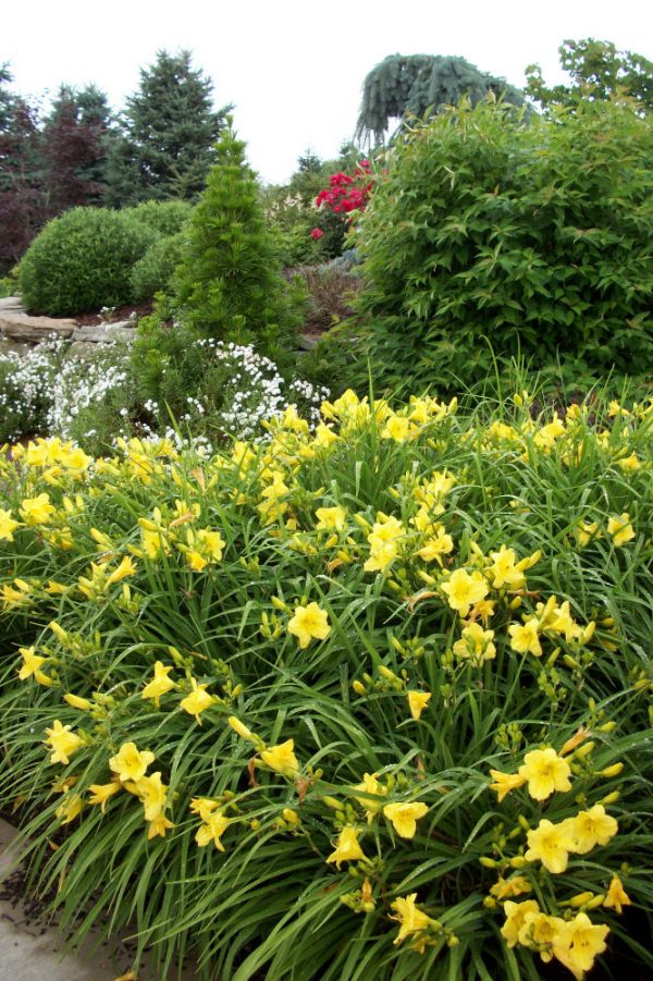 1 gallon - Happy Returns Daylily (HEMER HAPPY RETURNS) - 1 gallon - 1 gallon