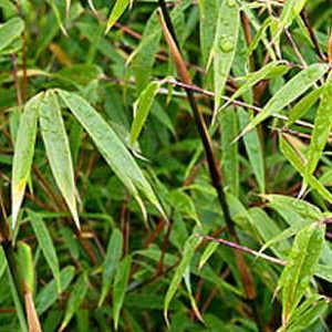 1 gallon - Hardy Bamboo (BAMBOO FARGESIA RUFA) - 1 gallon - 1 gallon