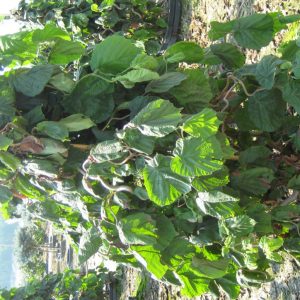 3 gallon 18" - Harry Lauder's Walking Stick/Contorted Filbert (CORYLUS AV. CONTORTA) - 3 gallon 18" - 3 gallon 18"