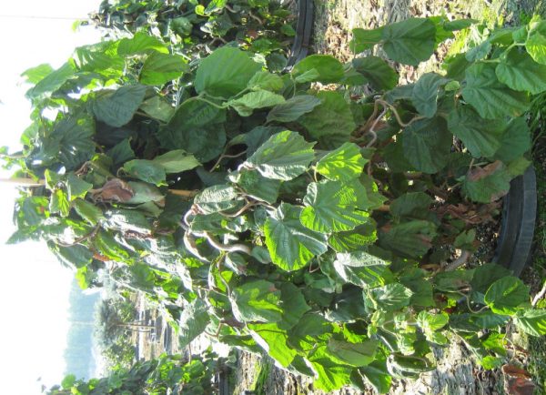 3 gallon 18" - Harry Lauder's Walking Stick/Contorted Filbert (CORYLUS AV. CONTORTA) - 3 gallon 18" - 3 gallon 18"