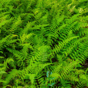 1 gallon - Hayscented Fern (FERN -HAYSCENTED) - 1 gallon - 1 gallon