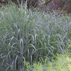 3 gallon - Heavy Metal Switch Grass (GRASS - PA. HEAVY METAL) - 3 gallon - 3 gallon