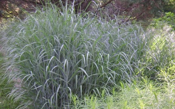 3 gallon - Heavy Metal Switch Grass (GRASS - PA. HEAVY METAL) - 3 gallon - 3 gallon