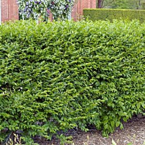 2 gallon 15" - Hedge Privet (LIGUSTRUM IBOLIUM) - 2 gallon 15" - 2 gallon 15"