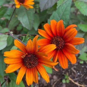 1 gallon - Heliopsis Bleeding Hearts (HELIOPSIS H. BLEEDING HEARTS) - 1 gallon - 1 gallon