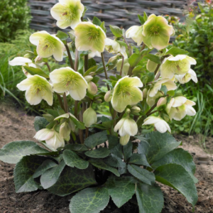 1 gallon - Hellebore Mollys White (HELLEBORUS FROSTKISS® MOLLYS WHITE) - 1 gallon - 1 gallon