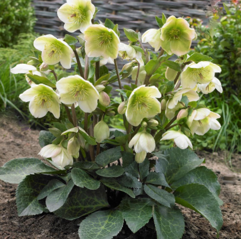 1 gallon - Hellebore Mollys White (HELLEBORUS FROSTKISS® MOLLYS WHITE) - 1 gallon - 1 gallon