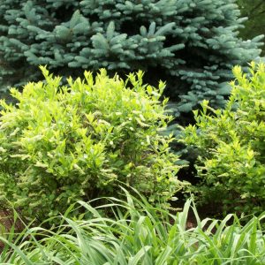 3 gallon 15" - Henry's Garnet Virginia Sweetspire (ITEA VIRGINICA HENRYS GARNET) - 3 gallon 15" - 3 gallon 15"