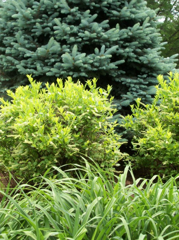 3 gallon 15" - Henry's Garnet Virginia Sweetspire (ITEA VIRGINICA HENRYS GARNET) - 3 gallon 15" - 3 gallon 15"