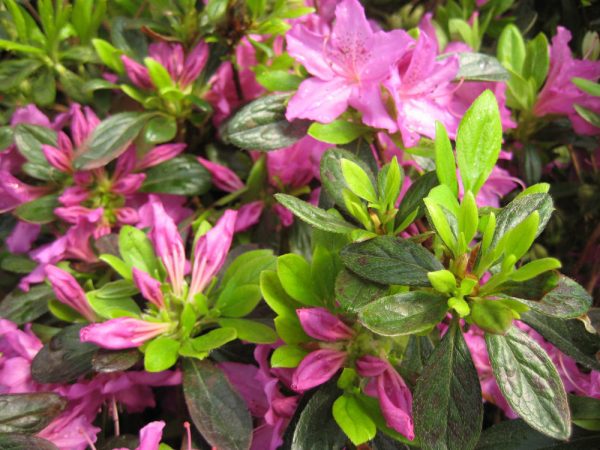 1 gallon - Herbert Azalea (AZALEA HERBERT) - 1 gallon - 1 gallon