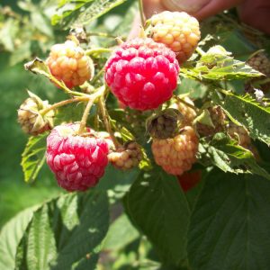 1 gallon 12" - Heritage Everbearing Red Raspberry (RUBUS ID. HERITAGE) - 1 gallon 12" - 1 gallon 12"
