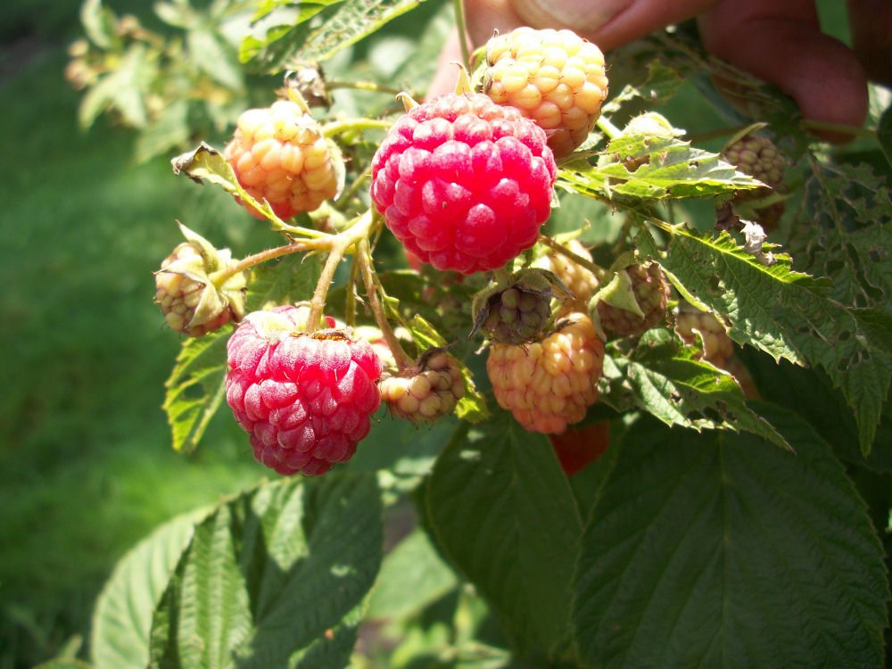 1 gallon 12" - Heritage Everbearing Red Raspberry (RUBUS ID. HERITAGE) - 1 gallon 12" - 1 gallon 12"