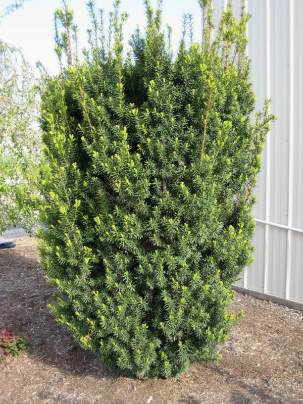 3 gallon 15" - Hick's  Yew (TAXUS MEDIA HICKSII) - 3 gallon 15" - 3 gallon 15"