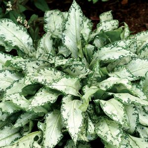 1 gallon - High Contrast Lungwort (PULMONARIA HIGH CONTRAST) - 1 gallon - 1 gallon