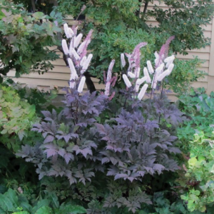 1 gallon - Hillside Black Beauty Bugbane (CIMICIFUGA R. HILLSIDE BLACK BEAUTY) - 1 gallon - 1 gallon