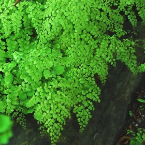 1 gallon - Himalayan Maidenhair Fern (FERN -HIMALAYAN MAIDENHAIR) - 1 gallon - 1 gallon