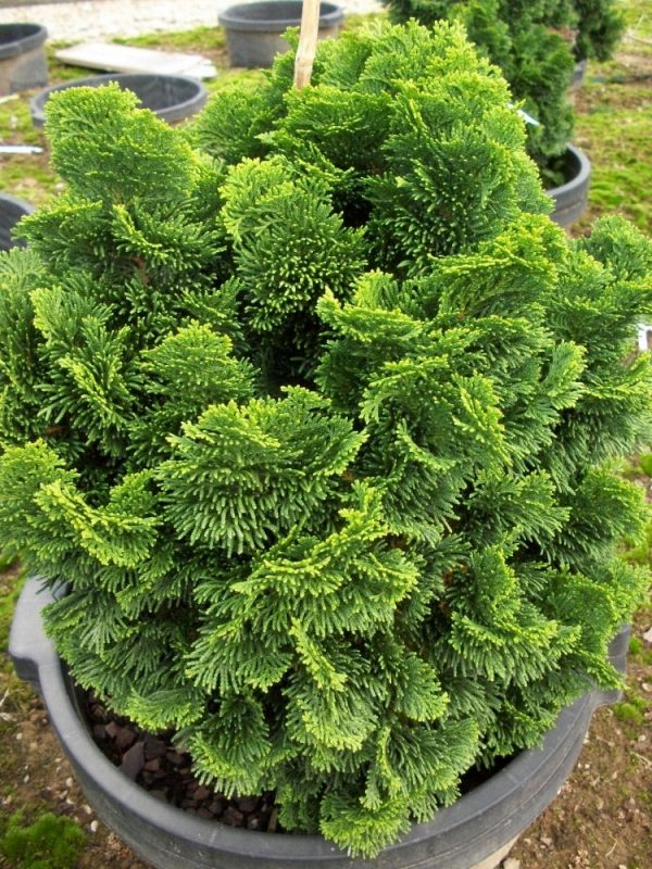 3 gallon 12" - Hinoki False Cypress (CHAM. OBTUSA NANA) - 3 gallon 12" - 3 gallon 12"