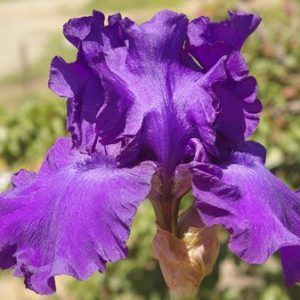 1 gallon - His Royal Highness German Iris (IRIS GERMANICA HIS ROYAL HIGHNESS) - 1 gallon - 1 gallon