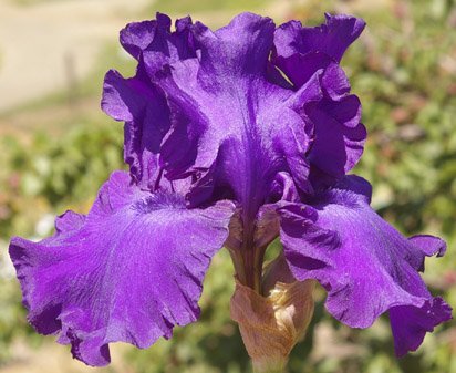 1 gallon - His Royal Highness German Iris (IRIS GERMANICA HIS ROYAL HIGHNESS) - 1 gallon - 1 gallon