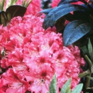 3 gallon 15" - Holden’s™ Fuchsia Rhododendron (RHODO. HOLDENS™ FUCHSIA) - 3 gallon 15" - 3 gallon 15"